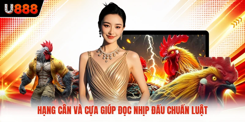 Hạng cân và cựa giúp đọc nhịp đấu chuẩn luật