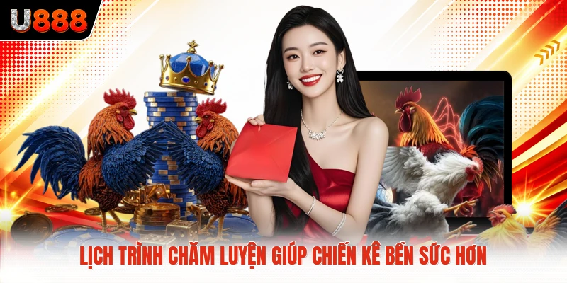 Lịch trình chăm luyện giúp chiến kê bền sức hơn